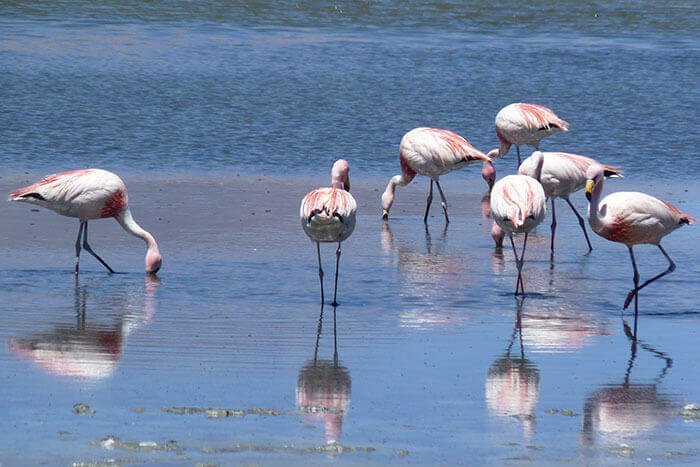 salar de uyuni excursiones